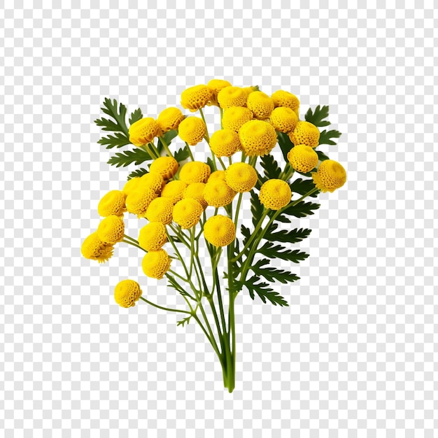 PSD grátis tansy flor png isolado em fundo transparente