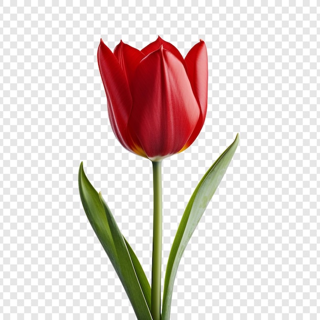 Tulipa vermelha em close isolada em fundo transparente