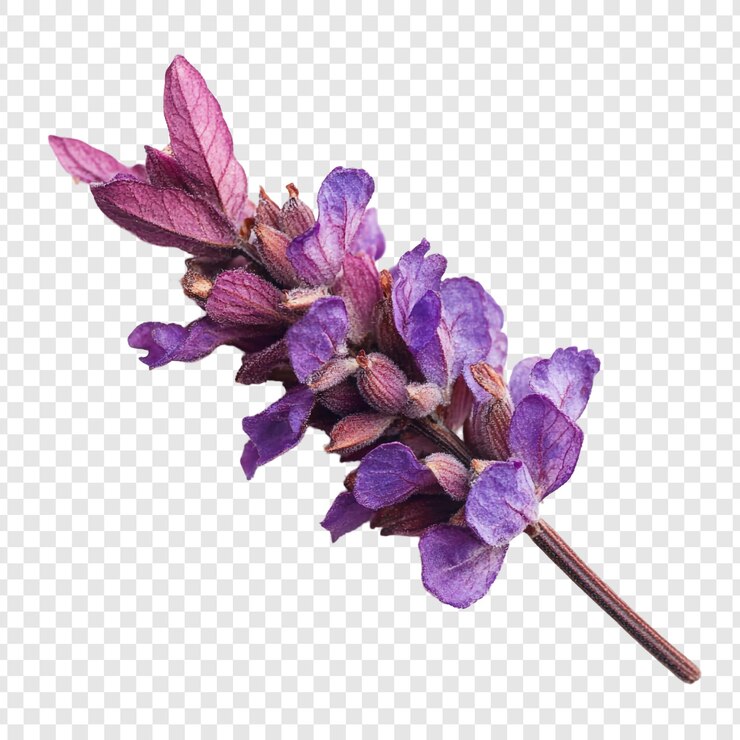 PSD grátis um close de um espantoso galho de salvia roxa