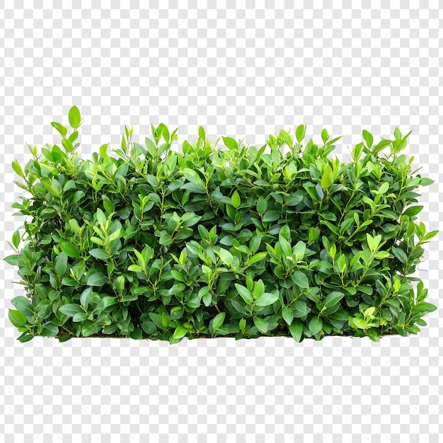 Um hedge verde exuberante isolado em um fundo transparente, perfeito para projetos de paisagismo