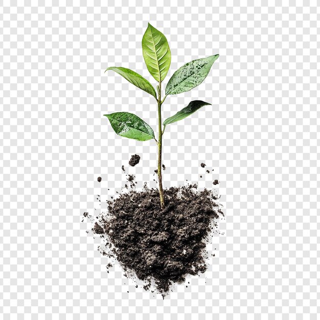Um jovem broto emerge da terra, simbolizando o crescimento de uma nova vida e o potencial para um futuro próspero, um testemunho da resiliência e beleza da natureza.