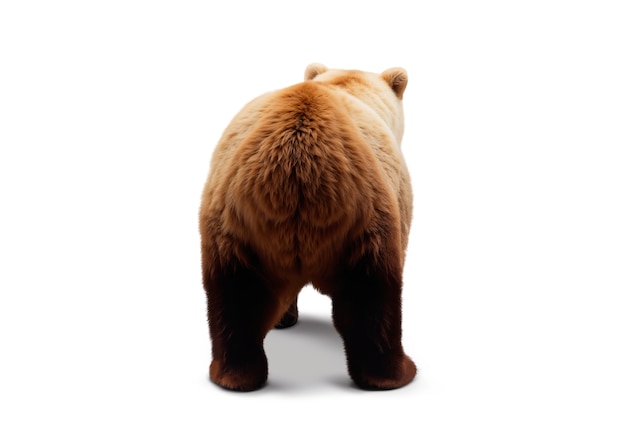 Um urso adorável isolado.