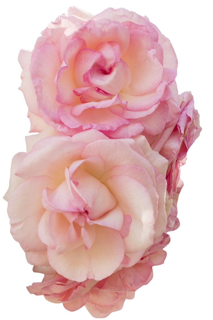 PSD grátis uma bela rosa isolada