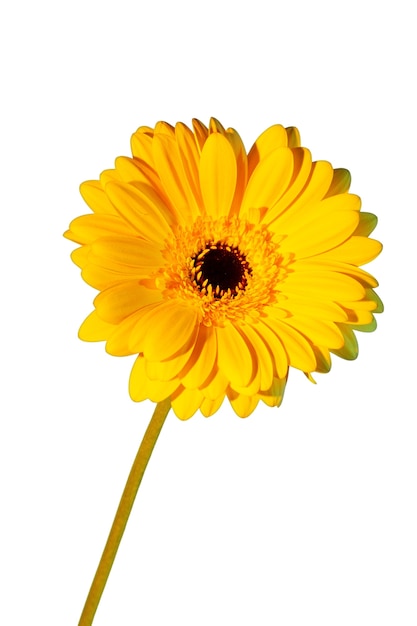 Uma linda flor no estúdio.