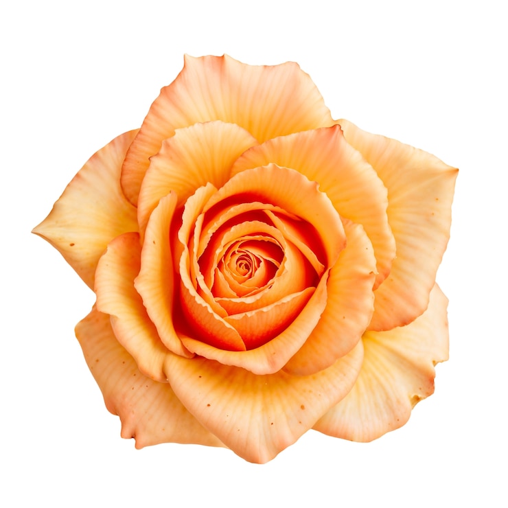 PSD grátis uma linda rosa no estúdio.
