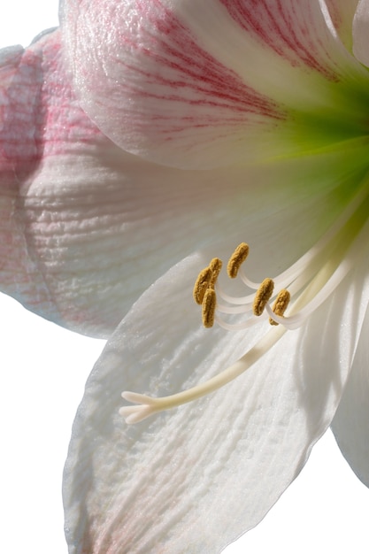 Visão aproximada de uma bela flor desabrochando