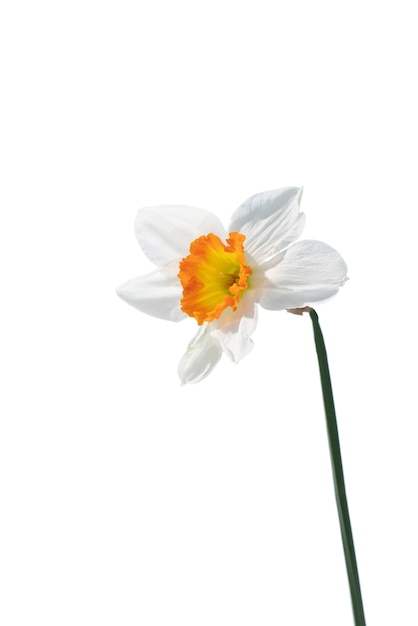 PSD grátis vista da bela flor de lírio florescendo