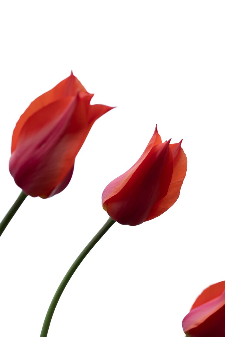 PSD grátis vista da bela flor de tulipa desabrochando