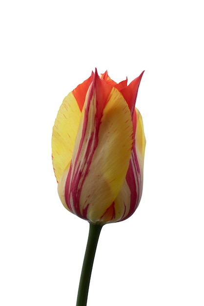 Vista da bela flor de tulipa desabrochando