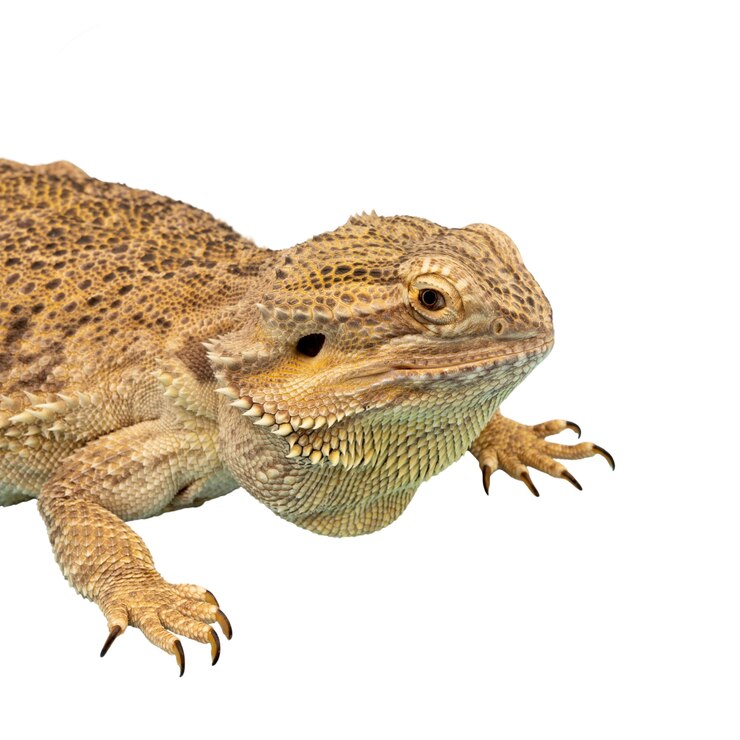 PSD grátis vista da iguana réptil viva