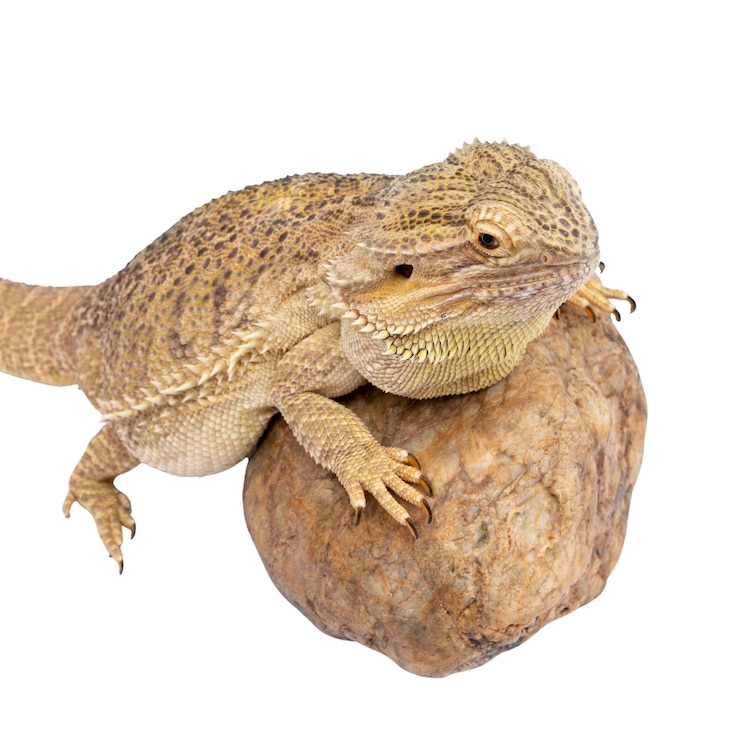 PSD grátis vista da iguana réptil viva