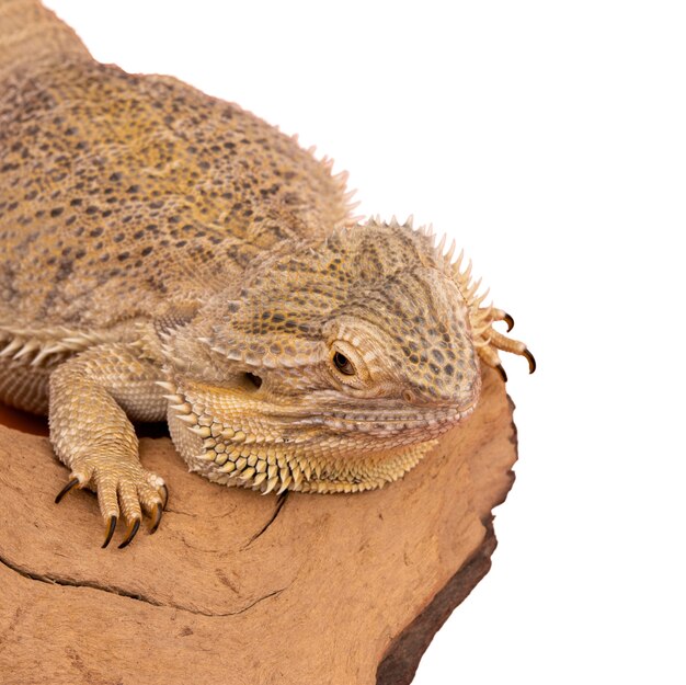 Vista da iguana réptil viva