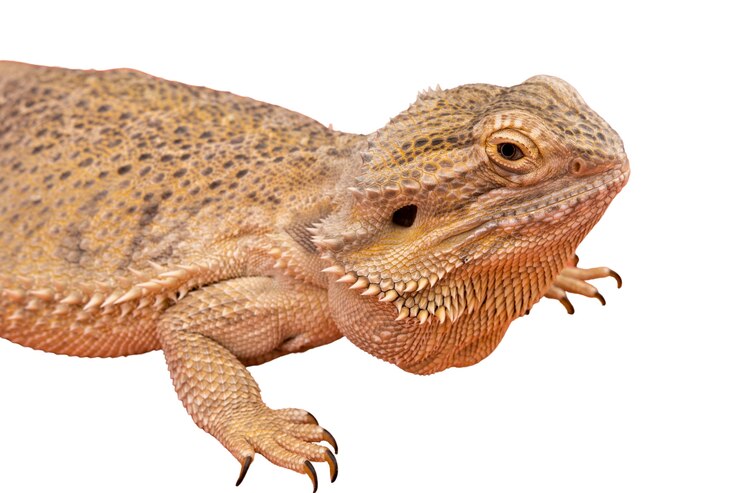 PSD grátis vista da iguana réptil viva