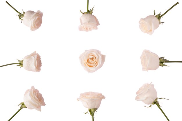 Vista de belas flores em floração
