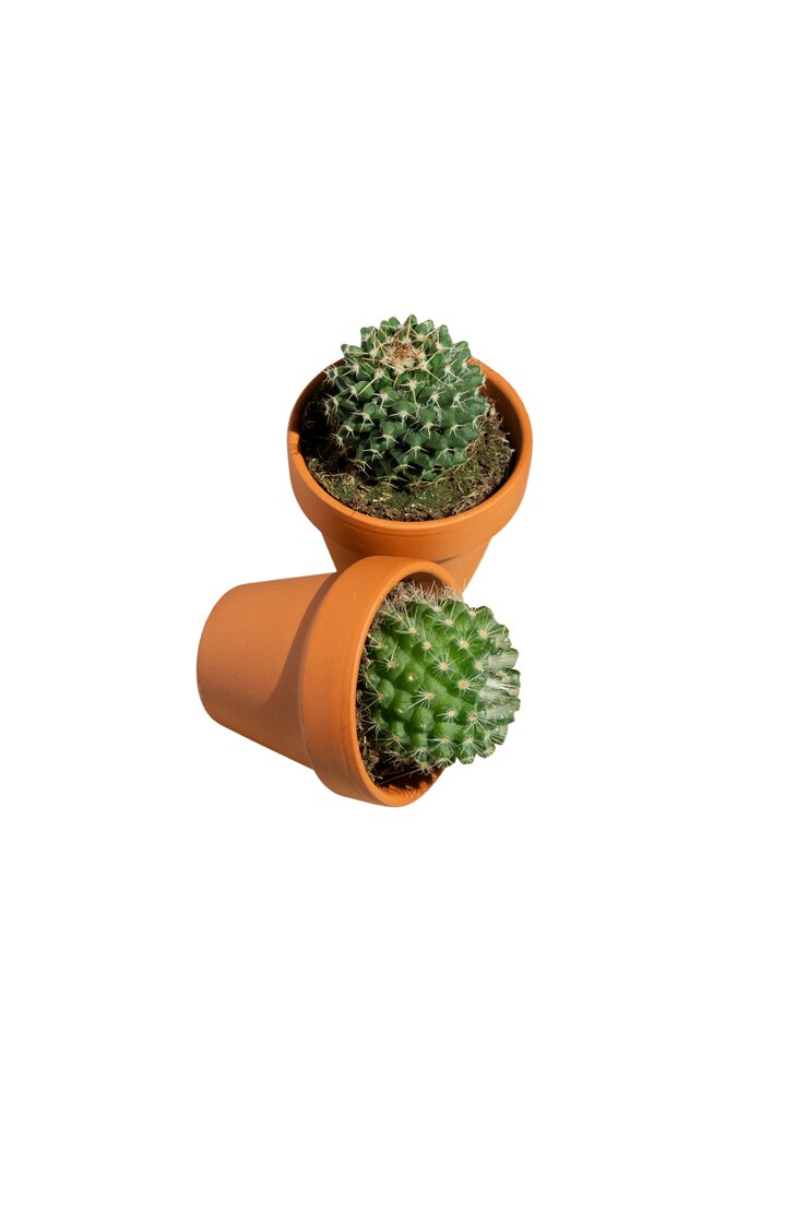 PSD grátis vista de uma planta de cacto em pote