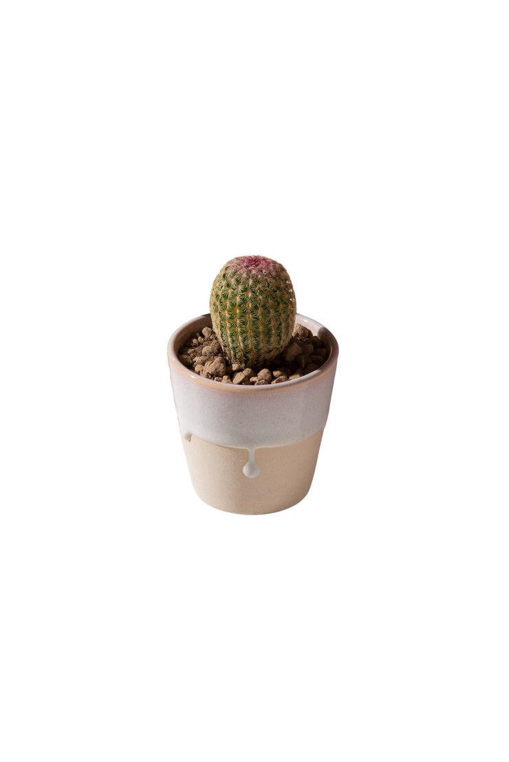 PSD grátis vista de uma planta de cacto em pote