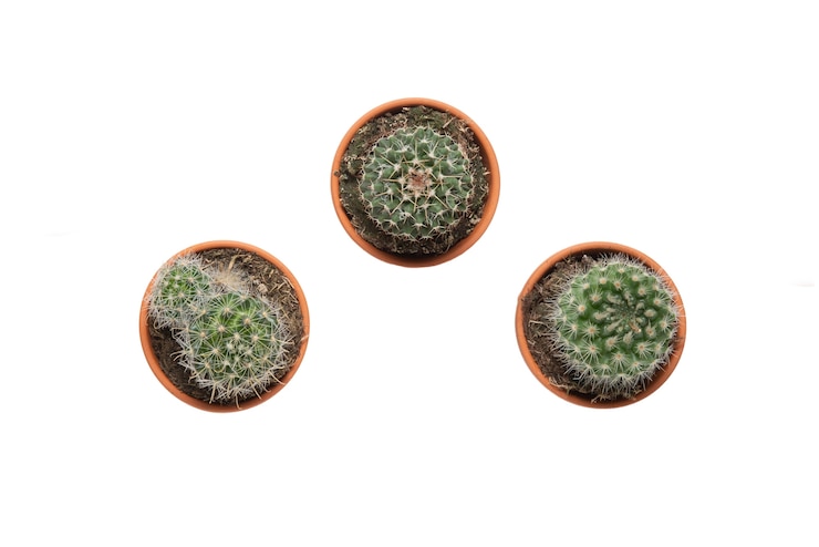 PSD grátis vista de uma planta de cacto em pote