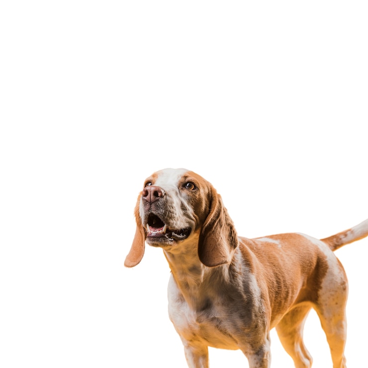 PSD grátis vista do adorável cão de estimação marrom e branco