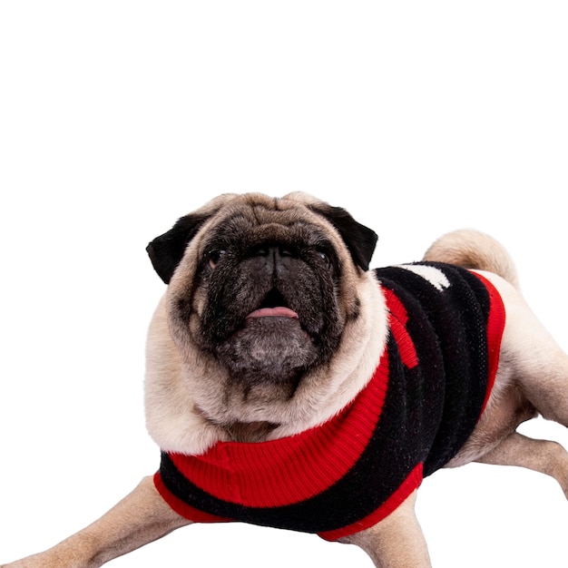 Vista do adorável cão pug
