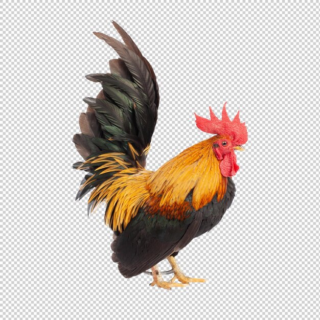 a rooster with a black tail and red feathers is standing in front of a white background.