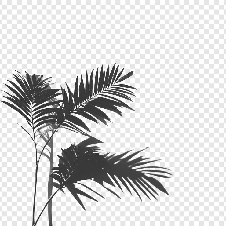 Miễn phí PSD monochromatic palm fronds and shadows a study in light and dark