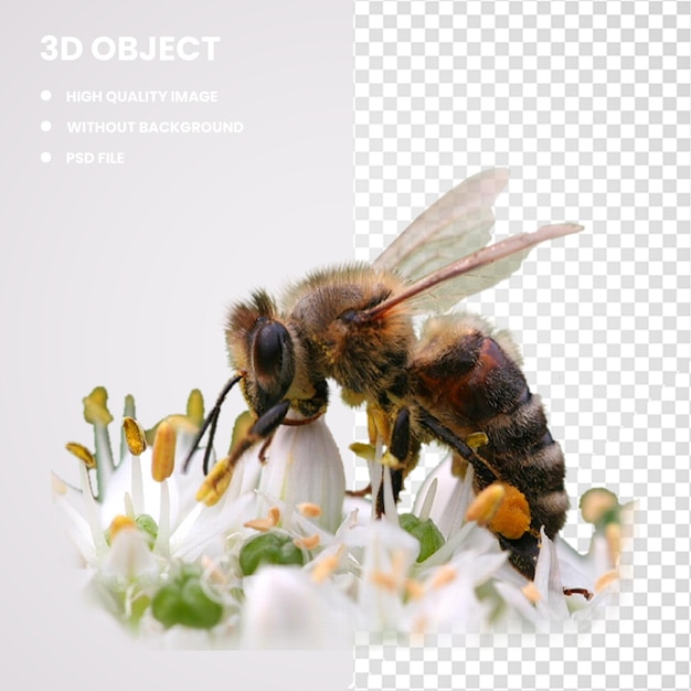 PSD 3d abeja de la miel insecto