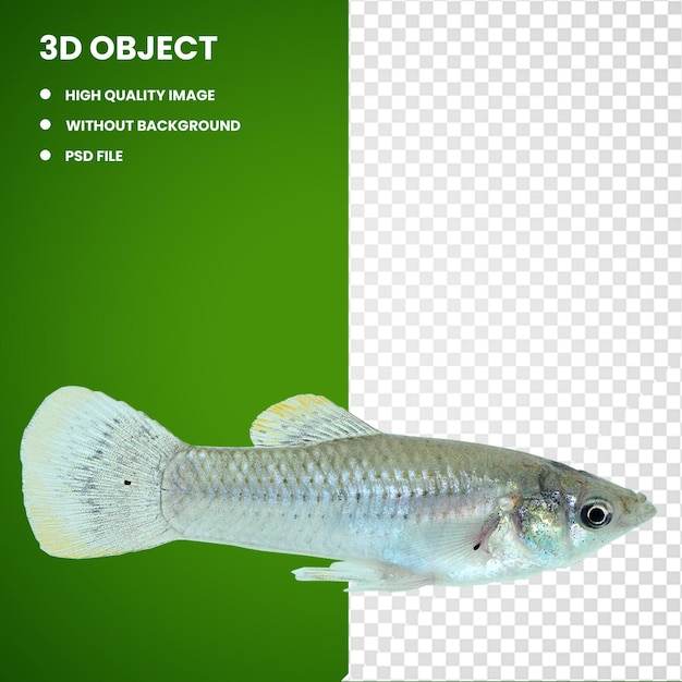 PSD 3d bacalao pescado moly común guppy xray tetra