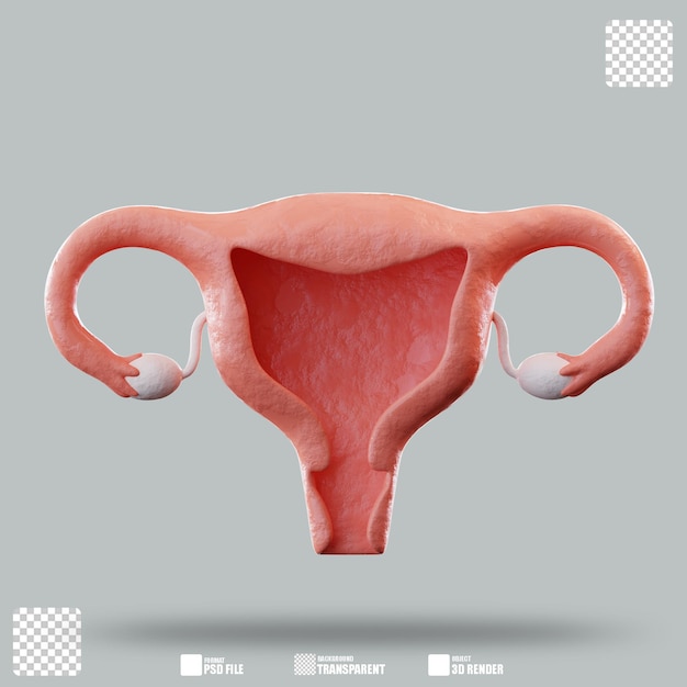 3D-Bild Gebärmutter