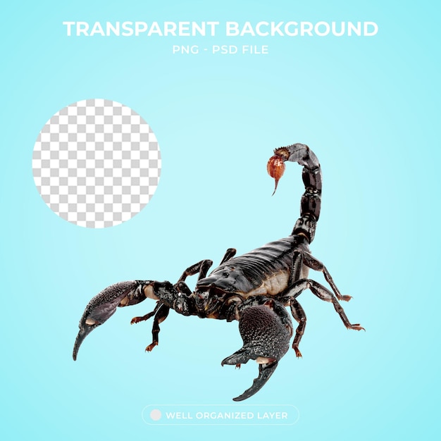 3d black scorpion