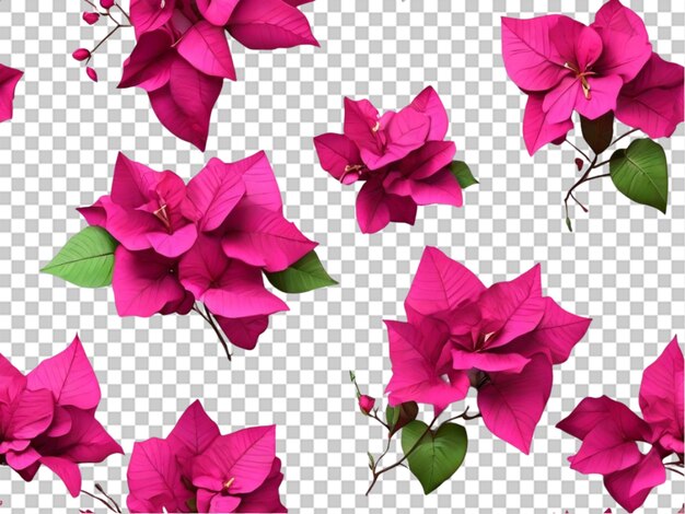 PSD 3d de la colección bougainvillea sobre un fondo blanco