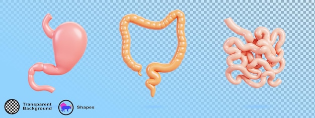 3d conjunto de órgãos internos humanos do sistema digestivo estômago realista cólon intestino grosso e delgado isolado ícone de renderização médica parte abdominal do corpo conceito de anatomia azul bg