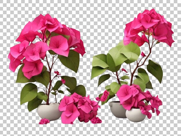 PSD 3d da coleção bougainvillea em fundo branco