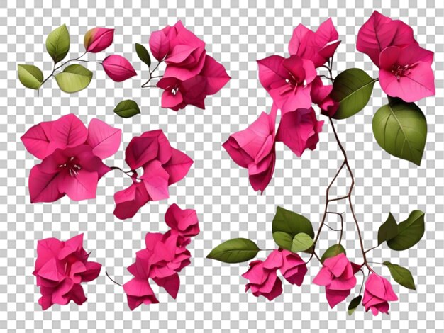 PSD 3d da coleção bougainvillea em fundo branco