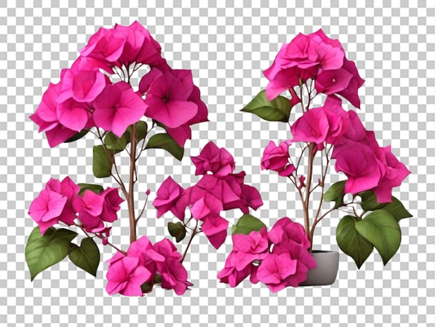 3d da coleção bougainvillea em fundo branco