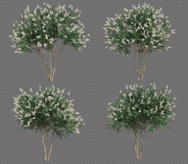 3D-Darstellung des Kreppmyrtenbaumsatzes
