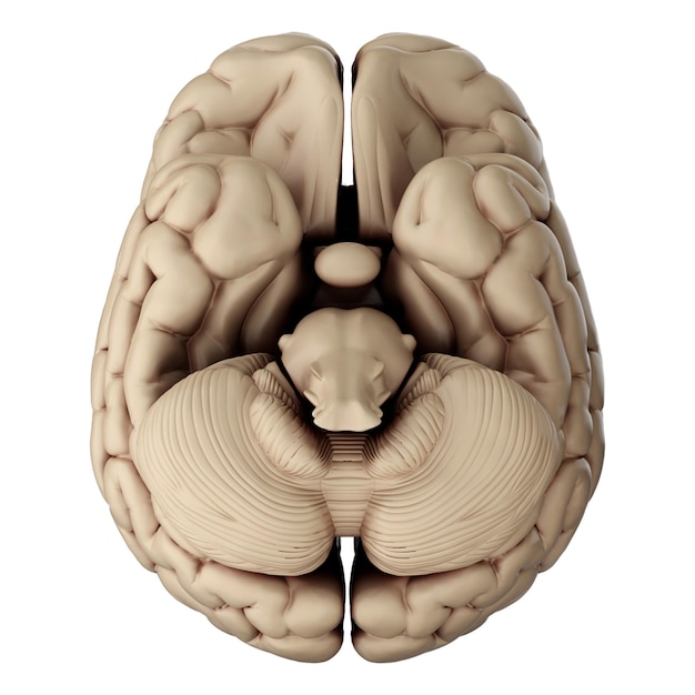 3d-darstellung des menschlichen gehirns isoliert auf transparentem hintergrund
