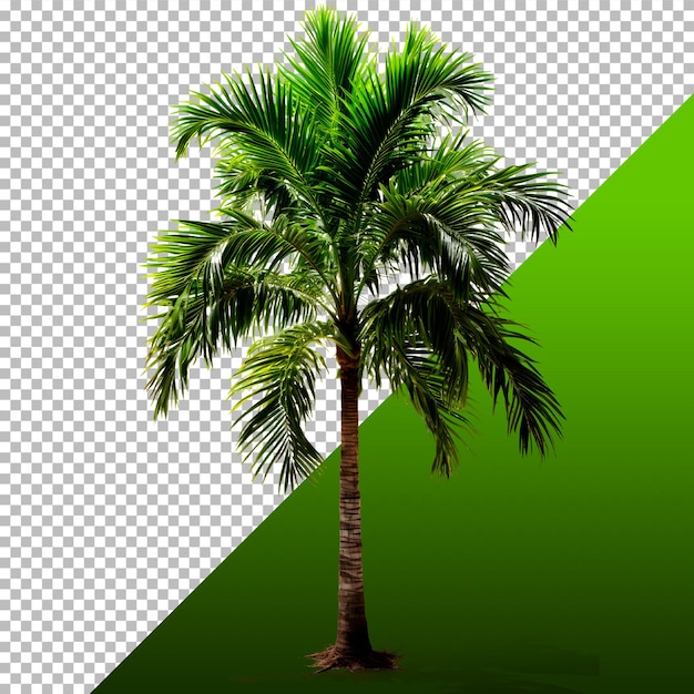 3D-Darstellung in PNG-Kokosnussbaum