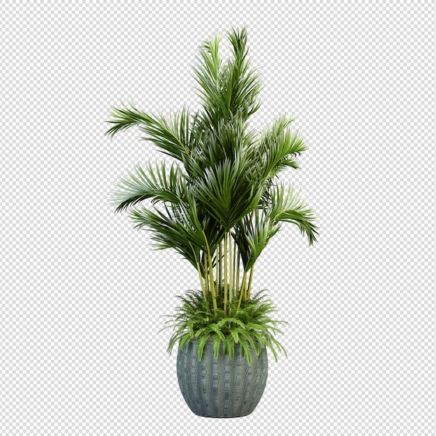 PSD 3d-darstellung von pinus canariensis