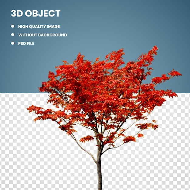 PSD 3d érable automne arbre