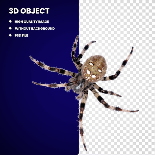 3d Europäische Gartenspinne Barnspinne Insekt Wolfspinne