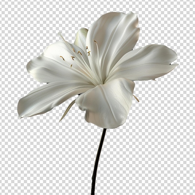 3d fiore bianco png isolato su sfondo trasparente