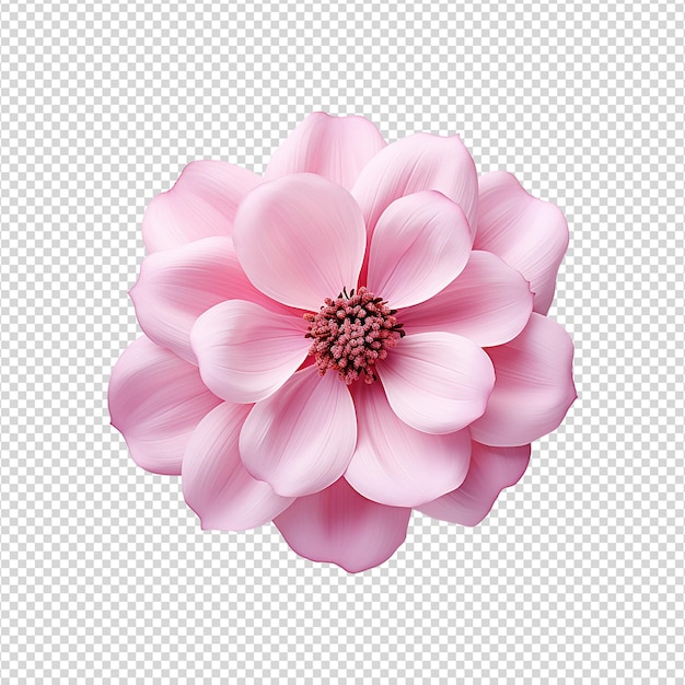 3d flor rosa isolada em fundo transparente png