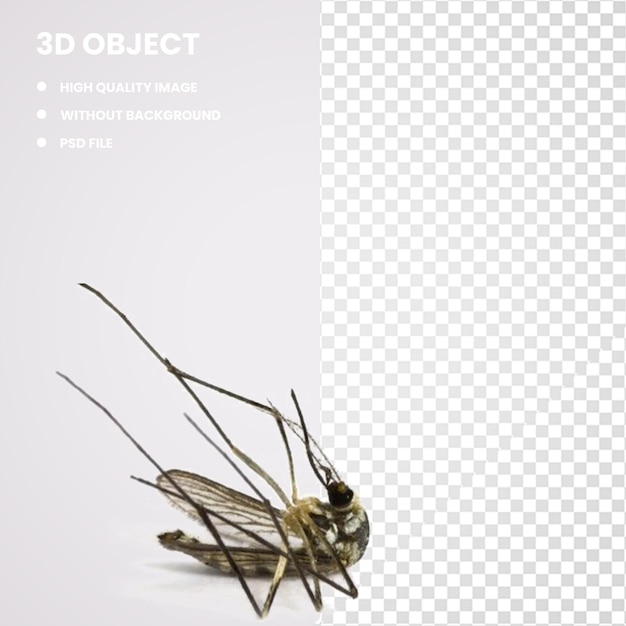 PSD 3d fly insect o polinizador de mosquitos mortos