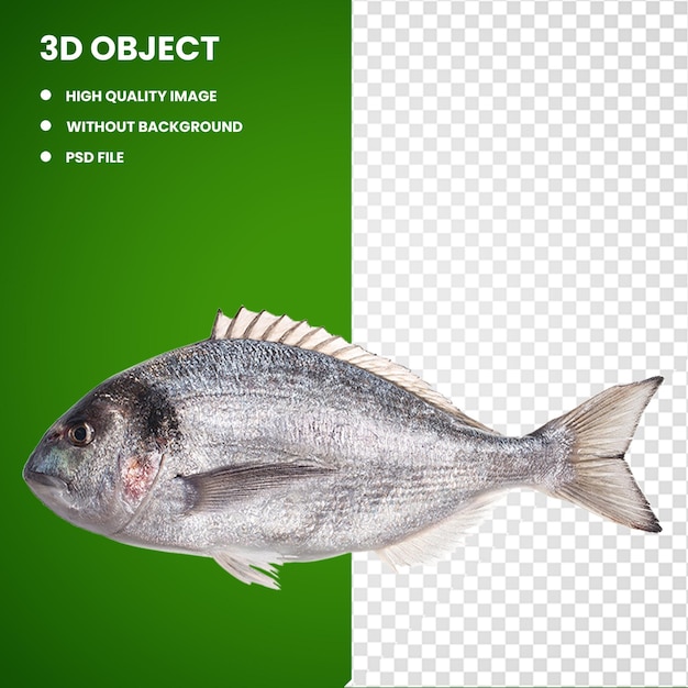 3d Gilthead-Bremse Rote Seebremse Ölfisch