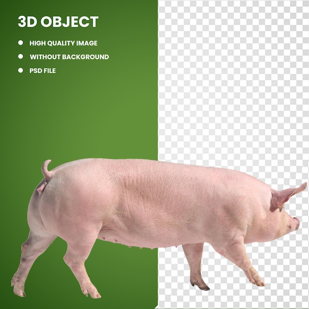 PSD 3d gran cerdo blanco cerdo de raza danesa cerdo de raza duroc cerdo cabra raza