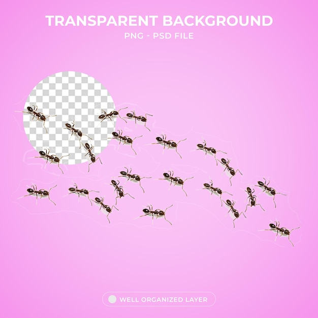 3d group of black ants