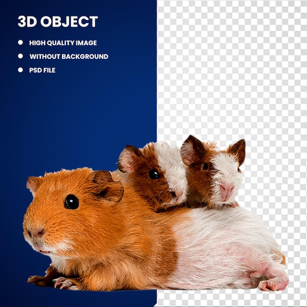 3d Guinea pig Mouse Rodent Hamster