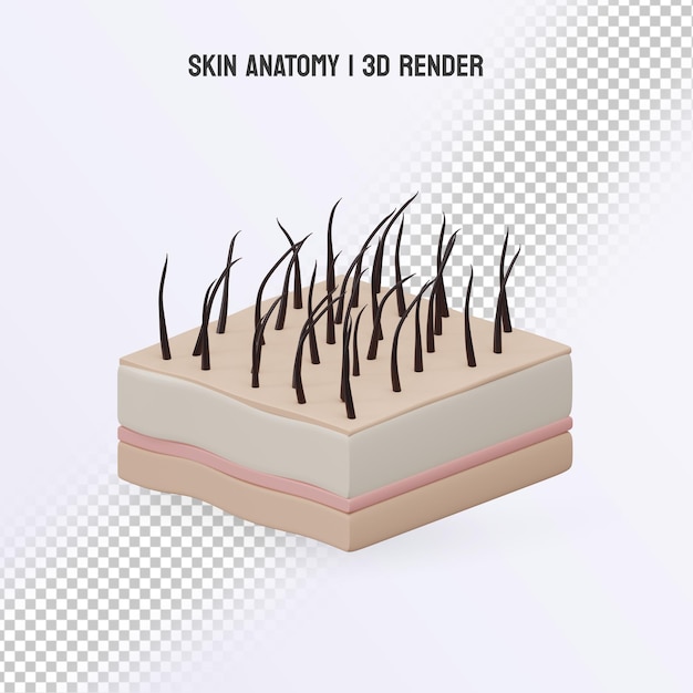 PSD 3d hautpflege anatomie realistische struktur