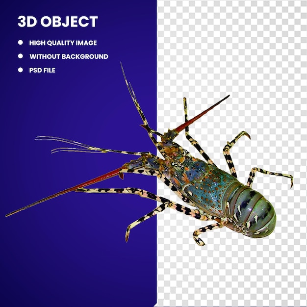 3d Homard décapode fruits de mer crevettes Palinurus elephas