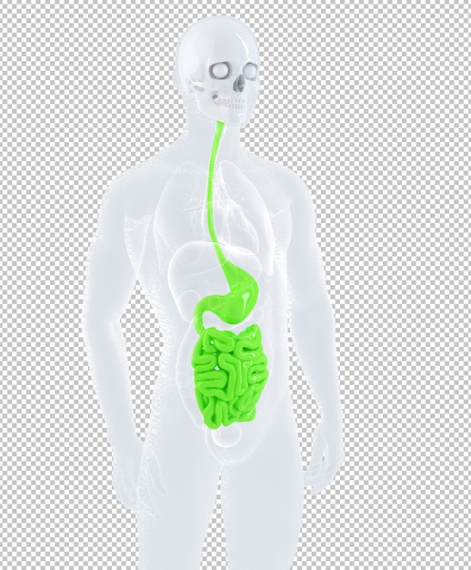 PSD 3d illustration einer männlichen anatomie fokussiert auf männliches verdauungssystem